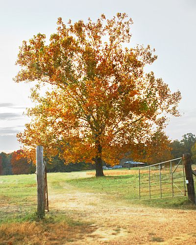 autumntree